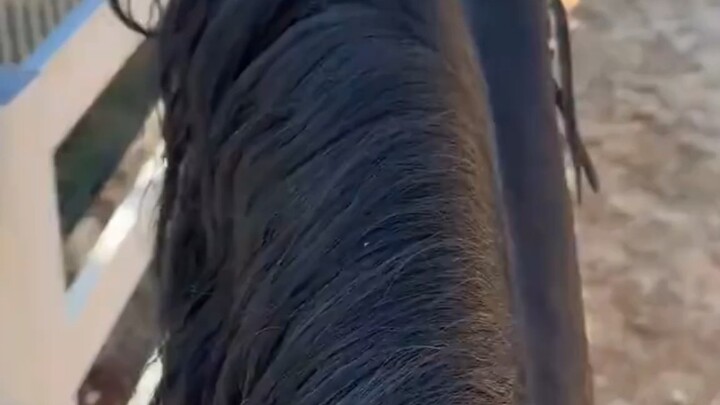 Unity of Waist and Horse
