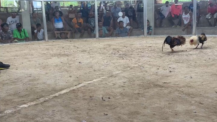 Talo 1x 🫡🐓