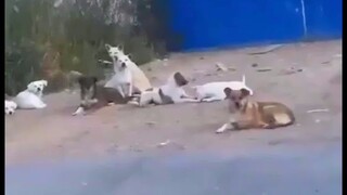 The dog is still the same dog, but I don’t know if the person is still a person.