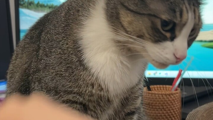 Fu Baozi with a Very Good Temper