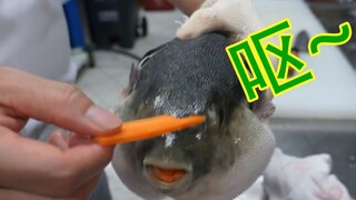 Pufferfish: Ugh~