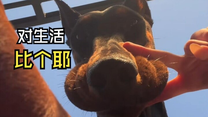 那些好玩儿的动物视频！