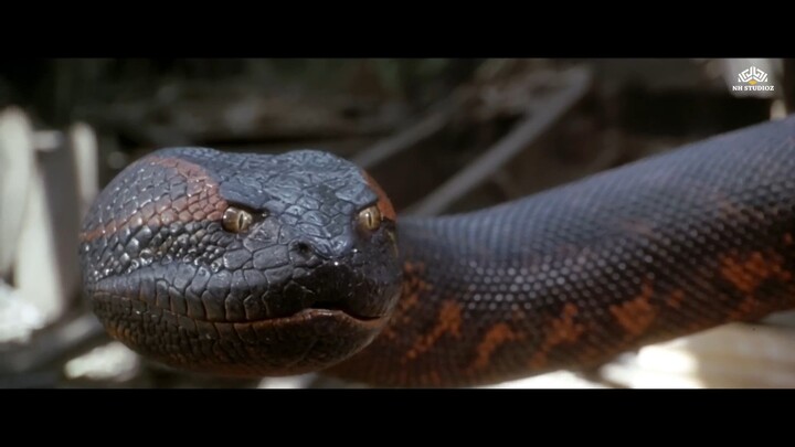 snake 🐍 video 📸📸 All movie 🎥🎥 snake 🐍 handi movie 🎥