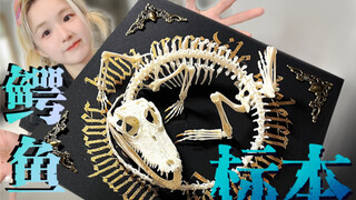 Crocodile: Croc! It's finally my turn this time ^Crocodile Skeleton Specimen Creation^