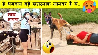 इन जानवरों ने तो मजे लुट लिए | Camera Caught Funny Animals & Wild Animals Part -137