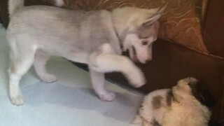 Blue the husky and ken the shitzu getting along