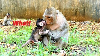 Cutie Baby Sario Showing Her High Interests with Poor Mother Emila