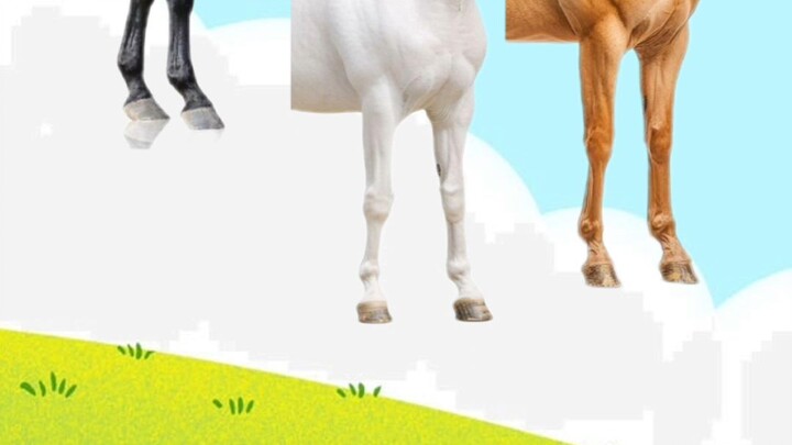 match horse body impossible challenge #foryou