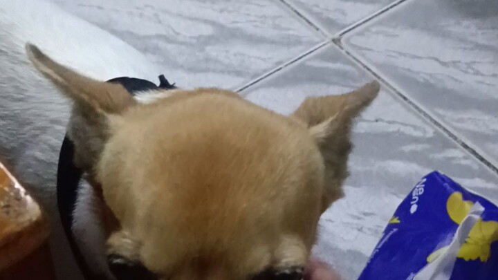 คนคำหมาคำ