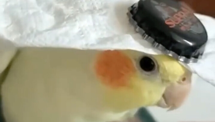 Parrot Wearing Hats Compilation