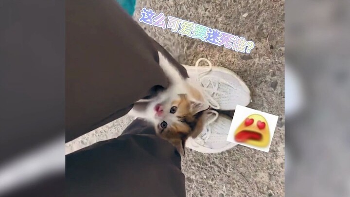 Nhìn thấy người nhặt mèo thì nhiều, còn bạn đã từng thấy mèo nhặt người chưa?