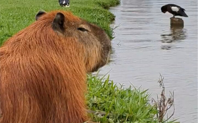 น้องคาปิบาราหน้าดุขนาดนี้ ทำไมพอจับแล้วถึงได้…૮₍ ˃ ⤙ ˂ ₎ა