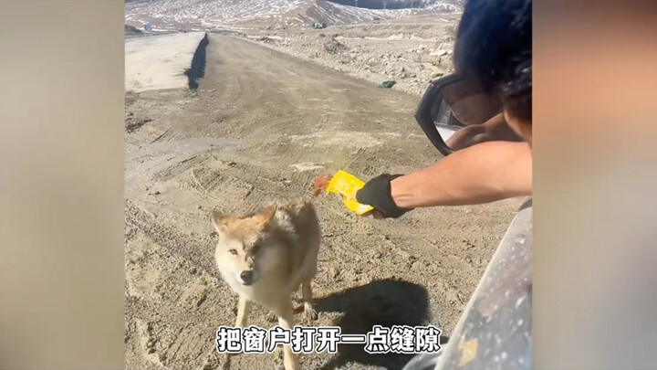 Letting a 6-year-old daughter feed wild wolves with ham from close range? Qinghai’s culture and tour
