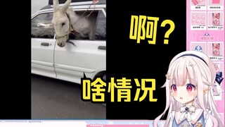日本萝莉看《令人惊叹的动物视频》被震惊到了