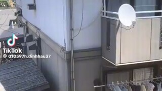 Japan has a comfortable living environment, filled with birdsong, blooming flowers, and the sweet vo