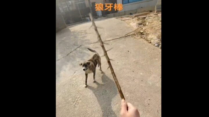 أبرز 10 مشاهد لمعالجة الكلاب الشريرة