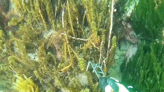 The fact that humans can open sea urchins has spread across the seabed. 