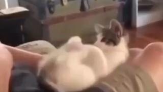 🐱ركلة