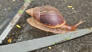 Chém đứt ốc sên châu Phi, xin lỗi các fan hâm mộ đã mong chờ, bắt đầu cập nhật rồi đây!