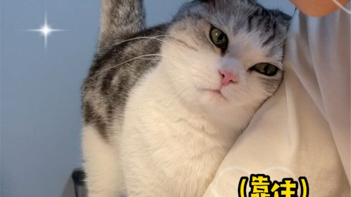 With a cat this good at acting cute, who could possibly focus on work?