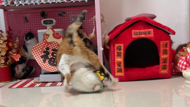 Although kittens are colorblind, it doesn’t stop them from opening the door to answer the question.