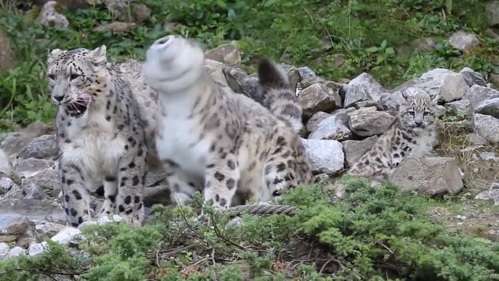 【Mengharukan】Macan tutul salju jantan membantu macan tutul betina yang pincang mengasuh anak-anaknya