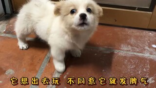 它想出去玩 不同意它就发脾气