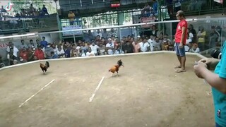 3cock offcolor derby 2nd fight Gold Loss