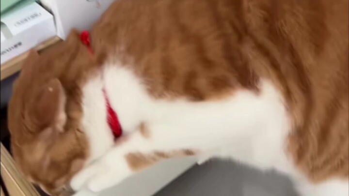 Kucing: "Gak apa-apa, cuma kena pukul sekali aja, aku tahan!"