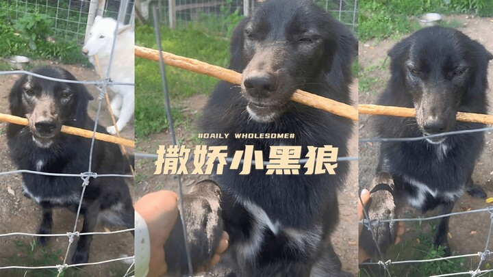 Setelah dapat camilan, si serigala hitam kecil langsung jadi manja dan ceria 🐺