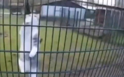 Bypass the firewall to come out and cuddle with you