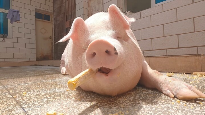 ถ้าจะเป็นหมู สำคัญที่สุดคืออย่าขยับ ดีที่สุดคือกินไปนอนไปเลย