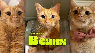 My soul feels like it's been sucked away by this orange cat...