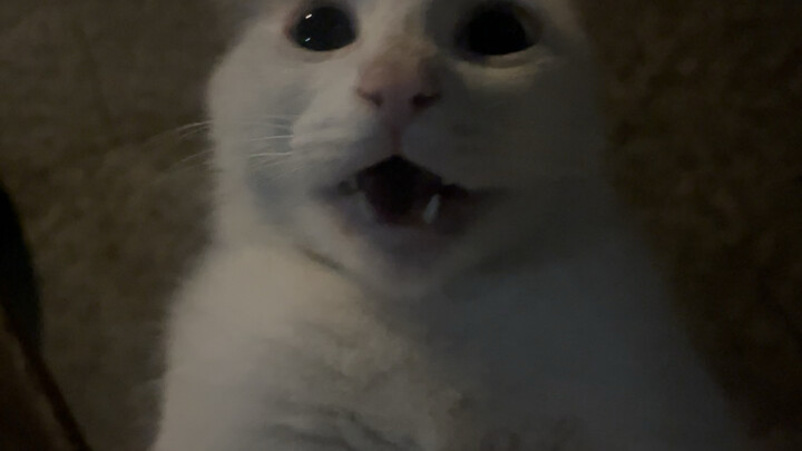 التوت الأزرق تجمّد من الدهشة هههه