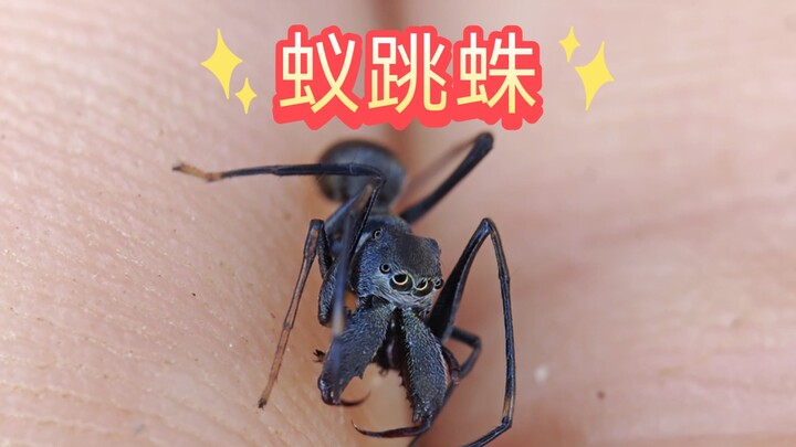 Động vật quý hiếm trong rừng: Nhện nhảy kiến