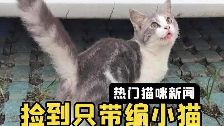 สาวน้อยเก็บแมวน้อยสุดสวยได้ คุณลุงสวมหมวกบอกว่ามันมีบัตรประจำตัว