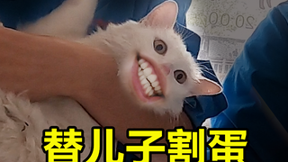 猫妈妈替儿子去割蛋蛋，三顾茅庐绝育成功了!