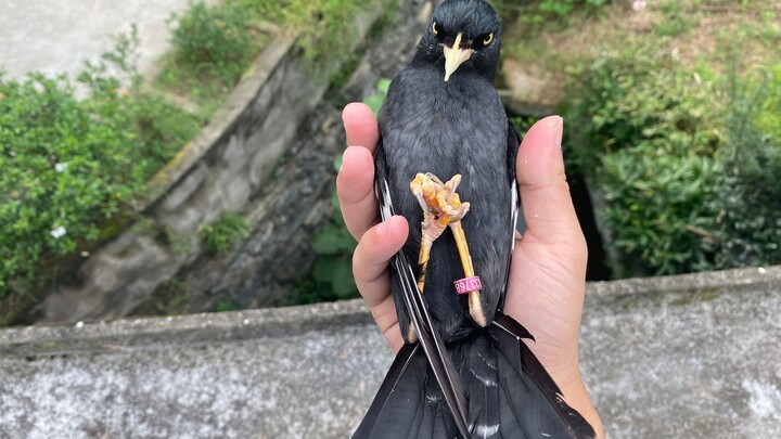 Chủ không cho tắm thì tự chạy ra vườn bắt kiến, nằm trên tay còn không quên “nói chuyện”, con chim n