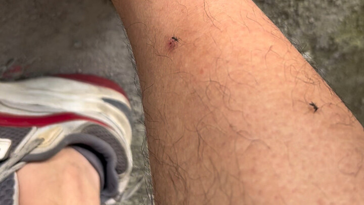 Ngga bisa sih dunia ini bikin nyamuk menghilang?