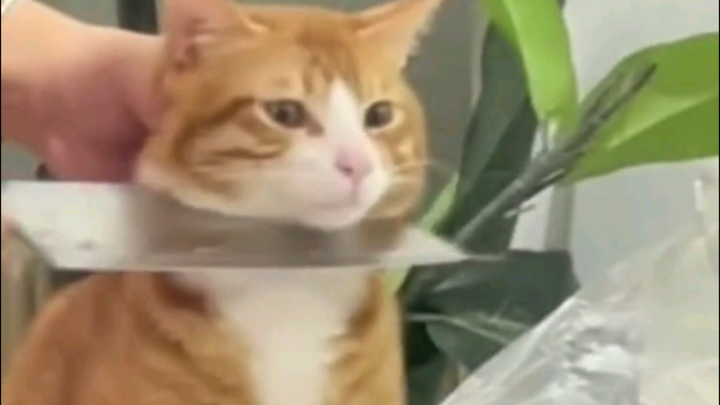 Dunia tidak bisa hidup tanpa kucing