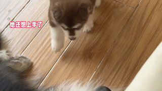 ยังดีที่ลูกหมาตัวน้อยวิ่งเร็ว ไม่งั้นคงโดนพ่อตบจนแบนไปแล้ว