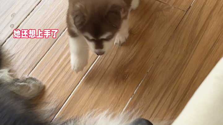ยังดีที่ลูกหมาตัวน้อยวิ่งเร็ว ไม่งั้นคงโดนพ่อตบจนแบนไปแล้ว