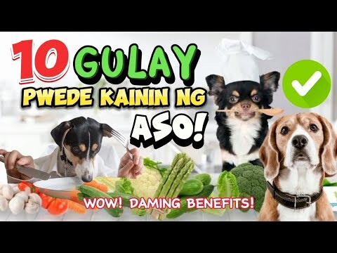 MGA GULAY NA PWEDENG KAININ NG ASO AT ANG MGA TAGLAY NITONG BENEPISYO | DOG-FRIENDLY VEGGIES