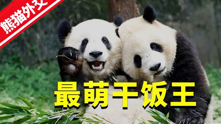 Gấu trúc mà Anh thuê đang định trả lại ư? Loài vật đáng yêu khiến cả thế giới phải mê mẩn này tốn ké