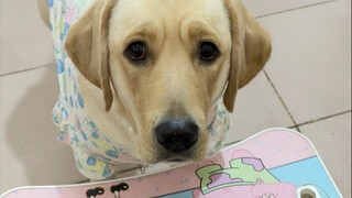 Dog: I'm so angry, I've been silenced!