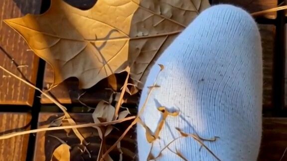 Day 2 I found super crisp leaves behind my house.