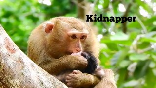 BABY MONKEY QUAINTON KIDNAPPED BY PIGTAIL, KIDNAPPER MONKEY DOESN'T MISTREAT BABY