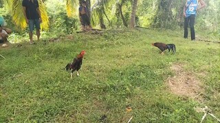 Pakistani asil Cross win paa lang sugat