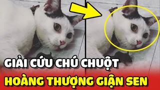 Hoàng Thượng GIẬN Sen cả ngày vì GIẢI CỨU chú chuột xấu số 😂 | Yêu Lu