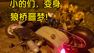 狗“说实话，你说上车的时候，我以为你在开玩笑”